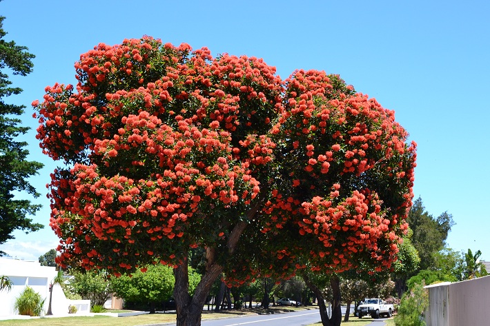 Ornamental Trees Australia