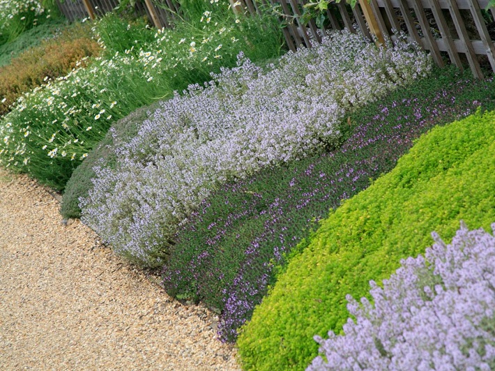 Ground Cover Plants