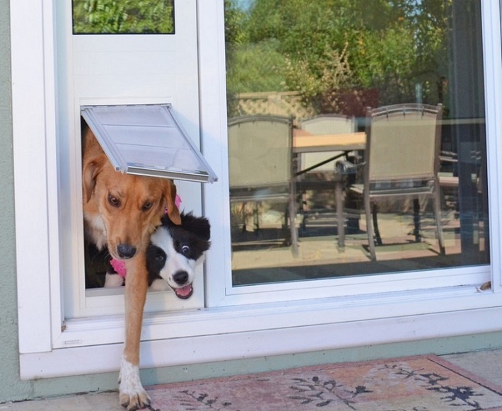 dogs going through pet door