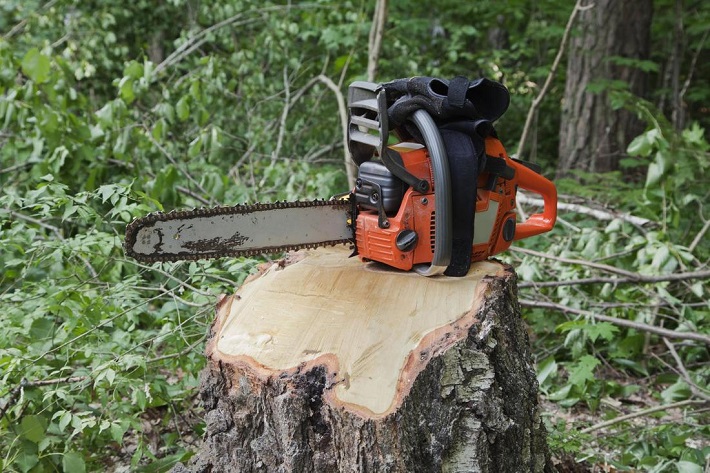 tree and stump removal