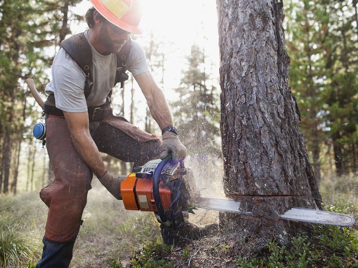 tree root removal