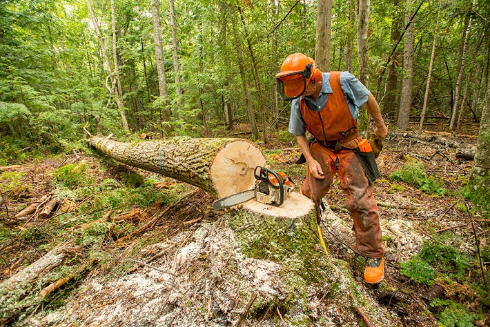 tree stump removal service