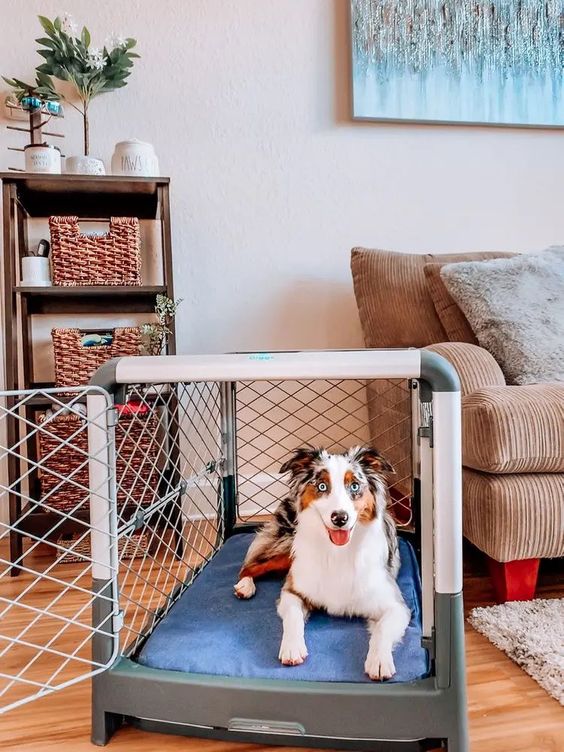 dog in a dog crate