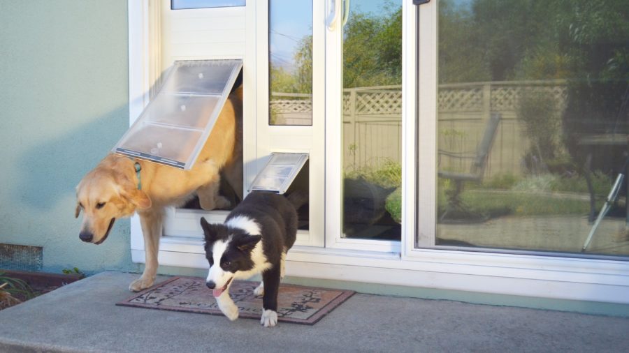 two dogs going trough dog doors