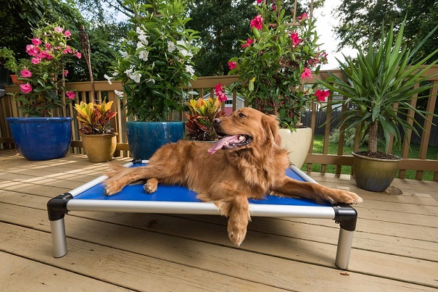 Elevated-Dog-Bed