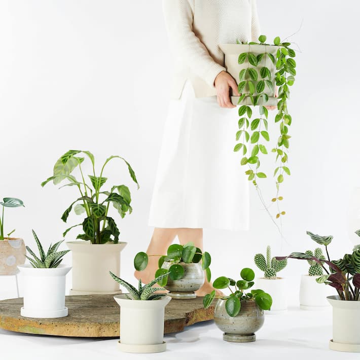 Beautiful Plants and Planters 