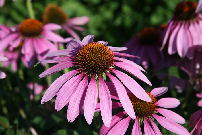 picture of Echinacea plant in nature 