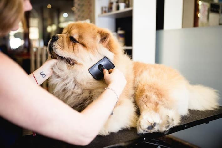 How Do I Get My Dog to Enjoy Being Brushed?