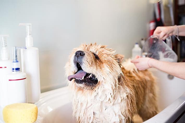 Pet Care: Helpful Tips and Suggestions to Take Care of Your Dog's Hygiene