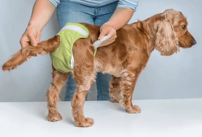 How to Handle Diapered Puppies and Older Dogs?