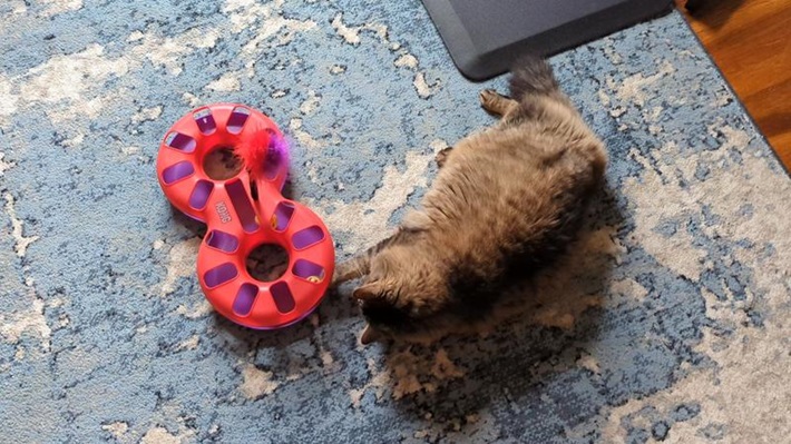 KONG Active 8-track Interactive Cat Toy