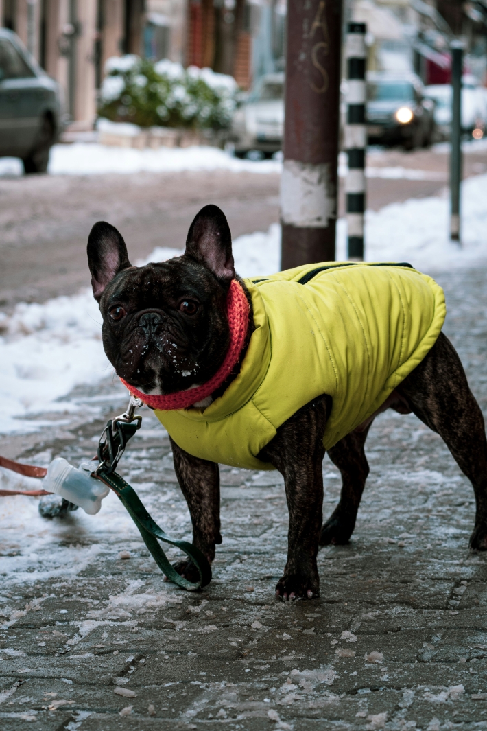 a dog wearing winter coat for small dogs