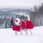 a dog wearing winter coat for small dogs