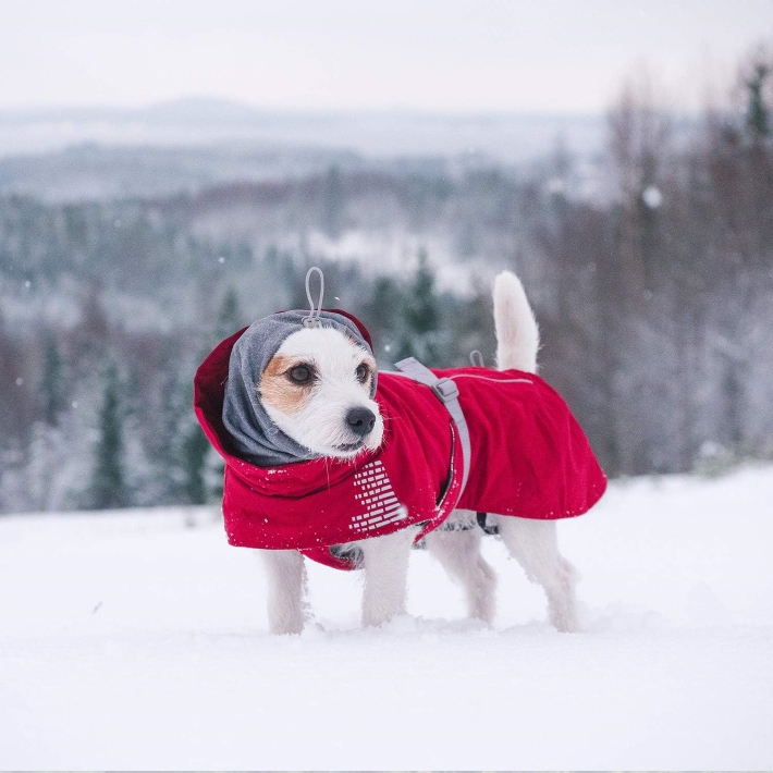 a dog wearing winter coat for small dogs