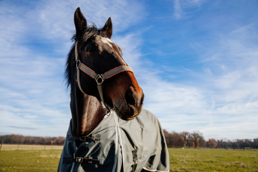 horse rainsheet