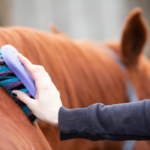 horse shampoos