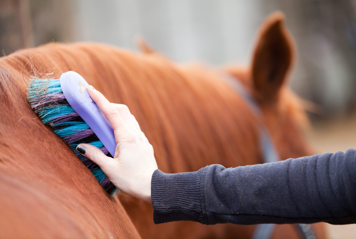 horse shampoos
