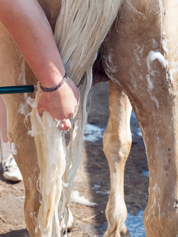 horse shampoo