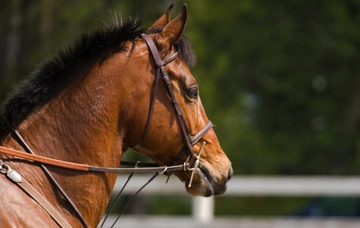 Equestrian Bit
