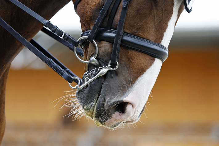Equestrian Bit