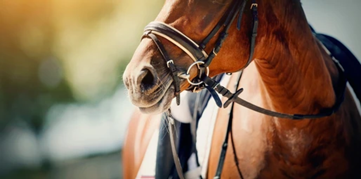 Equestrian Bit