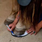 horses-hoof-pads